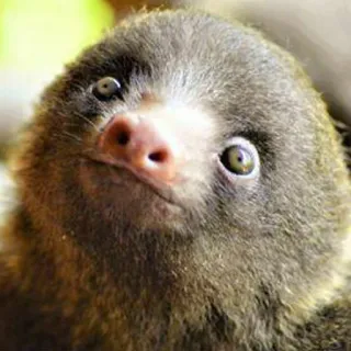 😴 351db1d0 สลอธ, น่ารัก, สัตว์, สัตว์เลี้ยงลูกด้วยนม, สัตว์ป่า, ธรรมชาติ telegram sticker