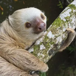 😣 6c96bc46 สลอธ, สัตว์, น่ารัก, ต้นไม้, ธรรมชาติ, สัตว์เลี้ยงลูกด้วยนม telegram sticker