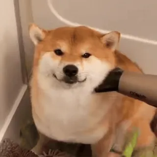 🙄 35fb03ee 개, 시바견, 애완동물, 동물, 귀여운, 미용, 헤어 드라이어, 반려동물 telegram sticker
