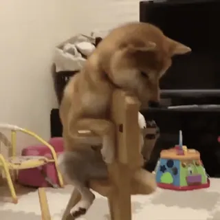 🙁 cdadaa88 개, 시바견, 동물, 웃긴, 앉아있는, 의자 telegram sticker