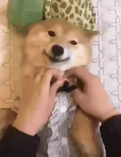 😘 e916c24b 개, 시바견, 애완동물, 동물, 귀여운, 놀이, 웃긴, 반려동물 telegram sticker