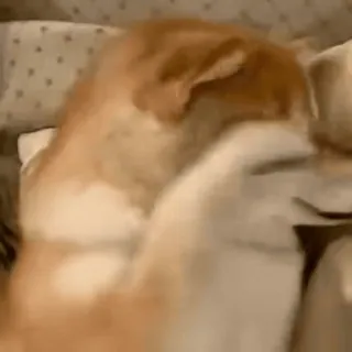 😴 f7f94f45 개, 동물, 애완동물, 잠, 귀여운, 밈 telegram sticker