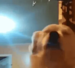 🤙 50d2b230 telegram sticker