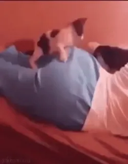 🍑 99ca9dc1 kucing, anak kucing, tempat tidur, hewan peliharaan, hewan telegram sticker