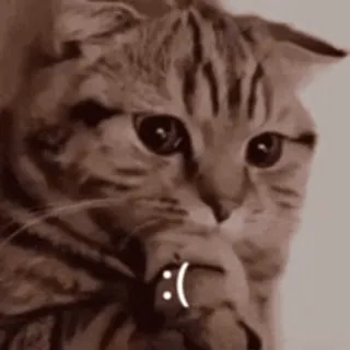 🐨 0fdfe509 :( Katze, traurig, Emoji, Tier, Meme, Sticker whatsapp sticker