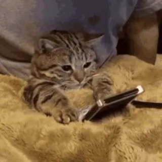 🐨 325234f7 Katze, Tier, Haustier, Tablet, lustig, süß whatsapp sticker