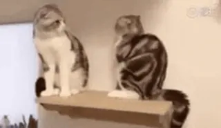 🐨 71203696 Katze, Katzen, Hauskatze, Tier, süß whatsapp sticker