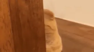 🐨 7db05782 Katze, orange Katze, Hauskatze, Haustier, Tier, Katzenartig whatsapp sticker