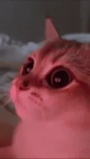 🐨 9eab2372 Katze, Tier, Haustier, Säugetier, Haustier whatsapp sticker