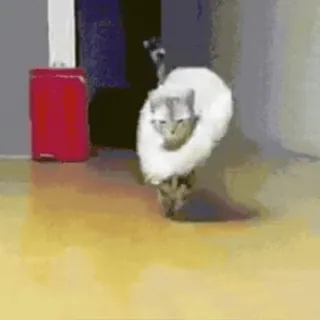 🐨 ede017a7 Katze, Katzen, Tier, süß, Haustier, lustig, Mieze, Kätzchen whatsapp sticker