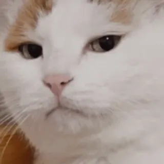 🐨 f96045cf Katze, Tier, Haustier, Haustier, Glückskatze, Katzenartig whatsapp sticker