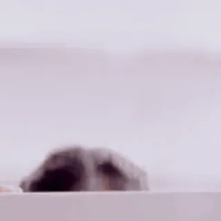 👋 ff8a8928 whatsapp sticker