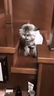 😾 1ef50ba3 Katze, Treppe, Tier, Haustier, Kätzchen whatsapp sticker