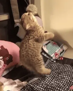 😿 2c23eb66 Katze, Kätzchen, Tier, Haustier, süß, lustig, spielerisch whatsapp sticker