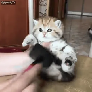 🐈 308e05ae Katze, Kätzchen, Bürste, süß, Haustier, Haustier whatsapp sticker