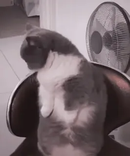 🐈 341d2fec Katze, Stuhl, Haustier, Tier, süß whatsapp sticker