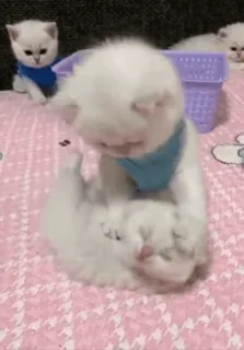 🐈 4bfe9d5d kätzchen, katze, süß, haustier, tier, weiß whatsapp sticker