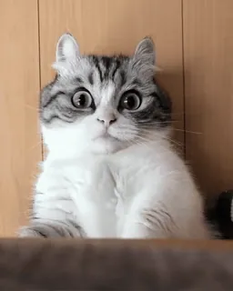 😼 4da8fff6 Katze, Kätzchen, süß, Tier, Haustier, häuslich, Katzenartig, überrascht whatsapp sticker