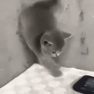 😿 7de3bbe8 Katze, Kätzchen, Tier, Haustier, süß, grau whatsapp sticker