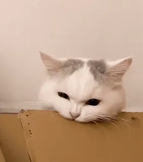 😿 a23caa32 Katze, Tier, Haustier, Kiste, Haustier, Katzenartig whatsapp sticker