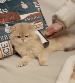 😼 cd66167a Katze, Haustier, Pflege, Tier, Hauskatze, Bürsten whatsapp sticker