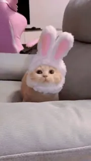 😺 de7d3b52 Katze, Kätzchen, Hase, Kostüm, süß, Tier, Haustier whatsapp sticker