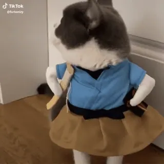 😾 e3462617 TikTok Katze, lustig, süß, Tier, Haustier, Kostüm whatsapp sticker