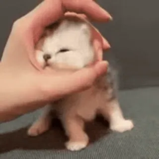 😺 edeea3f2 kätzchen, süß, tier, haustier, hauskatze, klein whatsapp sticker