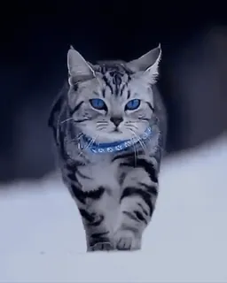 🐱 0298c5fe gato, animal, mascota, gato doméstico, mamífero, ojos azules, collar telegram sticker