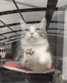 😿 0da74032 gato, animal, ventana, zapatillas telegram sticker