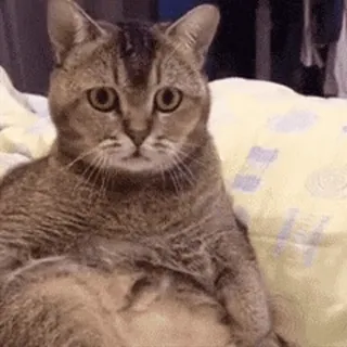 😳 1ceaf134 gato, animal, mascota, felino, lindo, divertido, meme telegram sticker