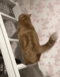 🐱 4d1cc242 gato, escalera, escalada, animal, gato atigrado naranja, gato doméstico, mascota telegram sticker