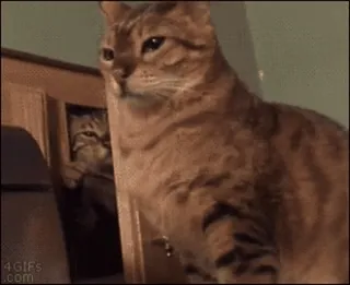 😈 501d0844 gato, animal, mascota, meme, divertido, lindo telegram sticker