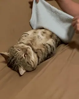 💤 74d5fcd2 gato, mascota, durmiendo, toalla, animal, gato doméstico telegram sticker