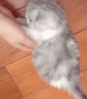 🐱 780856e7 gatito, gato, lindo, animal, mascota, animal doméstico telegram sticker