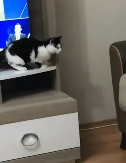 🐱 826a936b gato, tele, animal, mascota, hogar telegram sticker