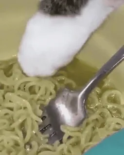 🍜 87a084bf gato, fideos, pata, comida, animal, divertido, lindo telegram sticker