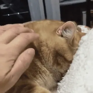 😾 8d2a2290 gato, mascota, animal, naranja, doméstico, mamífero, felino telegram sticker