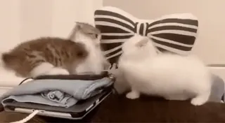 🥊 a4513410 gatitos, gatos, animales lindos, mascotas, animales telegram sticker