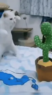 🐱 b708c108 gato, cactus, cactus bailando, juguete, animal, mascota telegram sticker