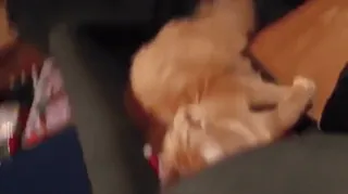 🎅 e08927af gato, mascota, animal, animal doméstico, mamífero, felino telegram sticker