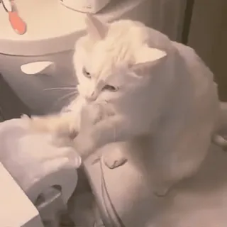 🧻 e191b2e6 gato, papel higiénico, gato blanco, juguetón, animal, animal doméstico telegram sticker