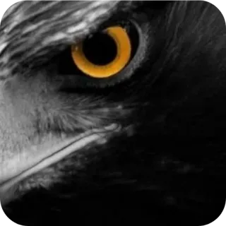 Cattea Chaos #4811 @sticker_bot whatsapp stickers