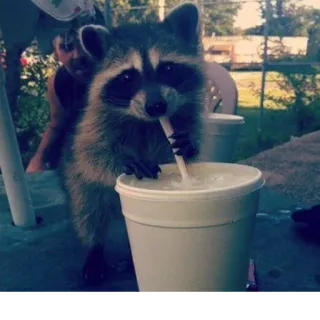 🥤 163b968f Waschbär, trinken, Strohhalm, Becher, Tier, süß telegram sticker