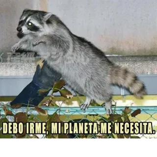 🛸 2389355d DEBO IRME, MI PLANETA ME NECESITA. Waschbär, Planet, Lustig, Tier, Meme telegram sticker