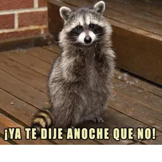 ❌ 2741caac ¡YA TE DIJE ANOCHE QUE NO! Waschbär, süß, Tier, lustig, Spruch, spanisch telegram sticker