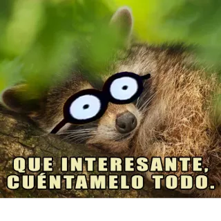 😴 29bbfab9 QUE INTERESANTE, CUÉNTAMELO TODO. Waschbär, lustig, interessant, erzähl mir mehr, Brille, Meme, Tier telegram sticker