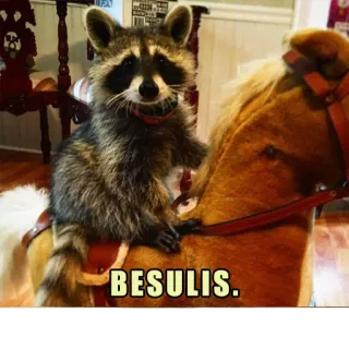 😘 35ac7181 BESULIS. Waschbär, Tier, Spielzeugpferd, Humor, lustig, Meme telegram sticker