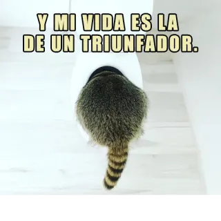🏆 53a3c240 Y MI VIDA ES LA DE UN TRIUNFADOR. Waschbär, Toilette, triumphierend, Humor, Tier telegram sticker