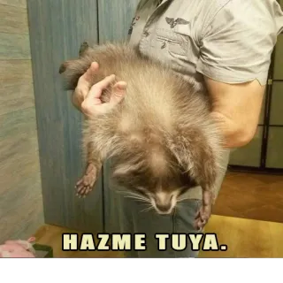 🥰 5bb16590 HAZME TUYA. Waschbär, Tier, Humor, Haustier, süß, lustig telegram sticker